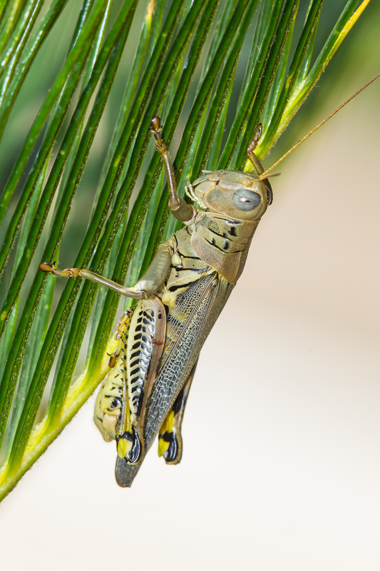 Differential (Melanoplus differentialis)